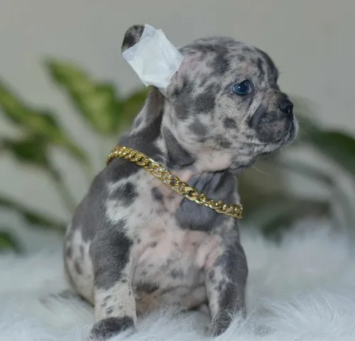 Blue merle bulldog frances hot sale