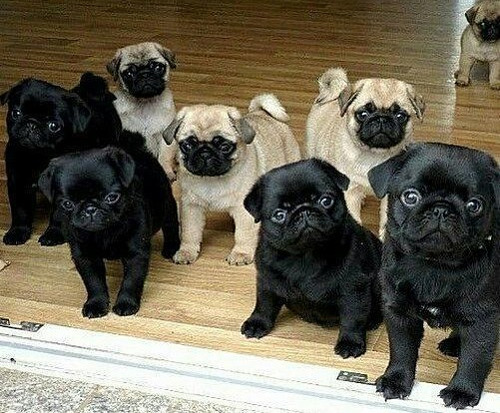 Cachorros Pug Carlino Únicos!!