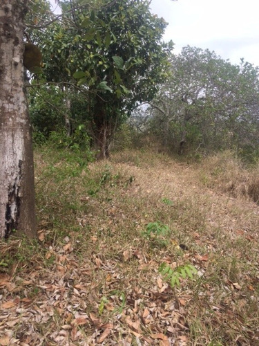 Imagem 11 de 18 de Ótimo Sítio 14 Hec, Não Tem Benfeitoria, Estrada De Aldeia Km 33 Em Paudalho Aceito Carro - St00007