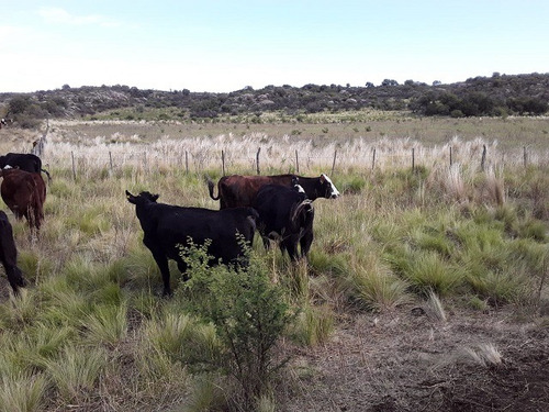 Campo Ganadero 610 Ha, Traslasierra, A Pocos Km De Cura Brochero Con Casa Empleados. U$s 1.312/ha