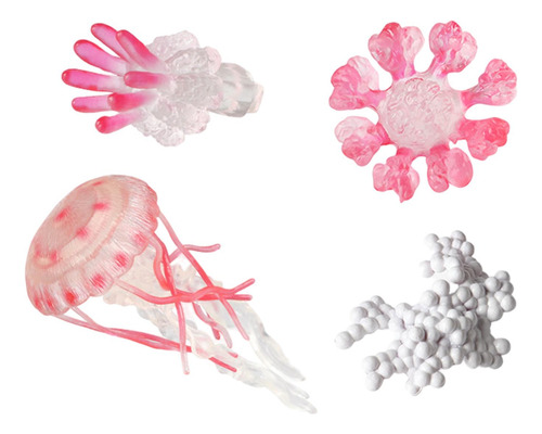 3 Ciclo De Vida De Los Juguetes De Medusas, Juguete De Rosa