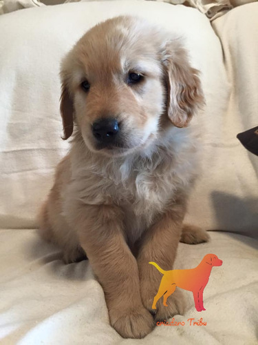Cachorros Golden Retriever Criados En Campo. Criadero Tribu