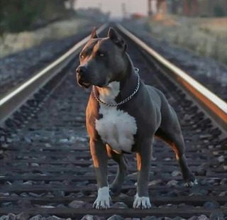 Cachorros Pitbull Negro Mercadolibre Com Mx Cachorros Pitbull Negro Mercadolibre Com Mx