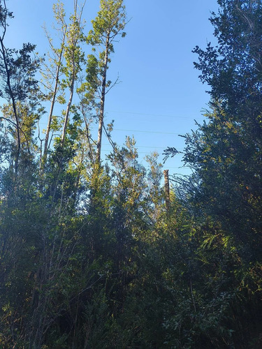 1 Hectárea En Chiloé - Bosque Renoval Cerca De Castro