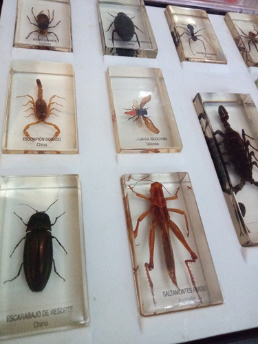 Colección De Bichos (Usado)