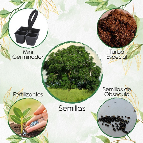 3 Semillas De Árbol Caracolí + Mini Kit De Germinación 