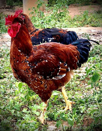 6 Ovos Galinhas Gsb, Índio Gigante As Melhores Do Mercado!