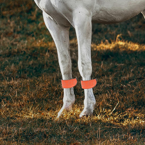 Tobilleras Led Para Caballos Ajustables En Altura, 4 Unidade