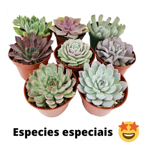 Raras e Especiais