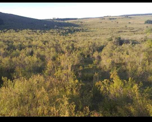 Buen Campo Ganadero Criador