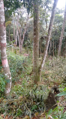 Imagem 3 de 6 de Terreno - Te00026 - 34299727