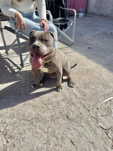 American Bully Blue Pocket - Servicio De Monta