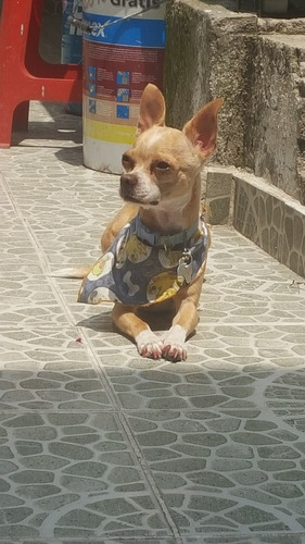 Busco Novio Para Mi Perra Chihuahua Mercado Libre