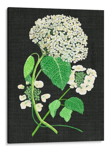 Canvas Lab Cuadro Estudio De Hydrangea Blanco Ii 90x120