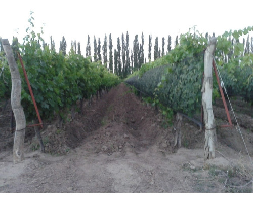 Vendo Viñas San Rafael Mendoza