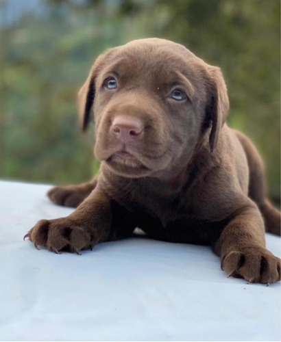 Labrador Chocolate