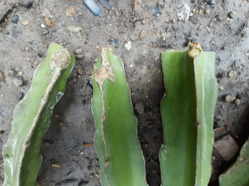 6 Esquejes Largos De Pitahaya Cáscara Fiusha Pulpa Blanca
