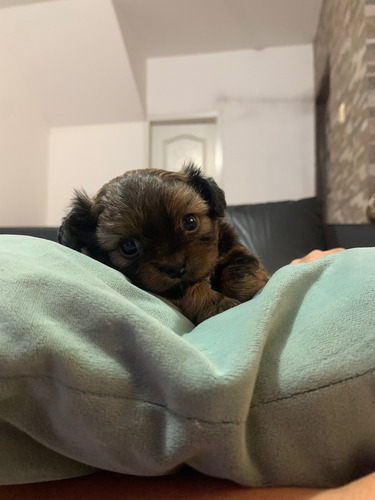 Cachorro Pekinés Macho