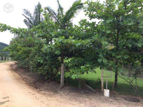 Excelente Chacara Em Camboríú. 100% Plana.lagos De Peixes - Dv019 - 3092046