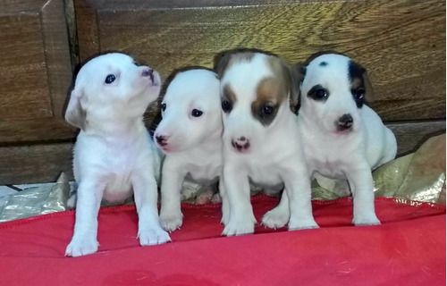 Cachorros Jack Russell Terrier Patas Cortas 