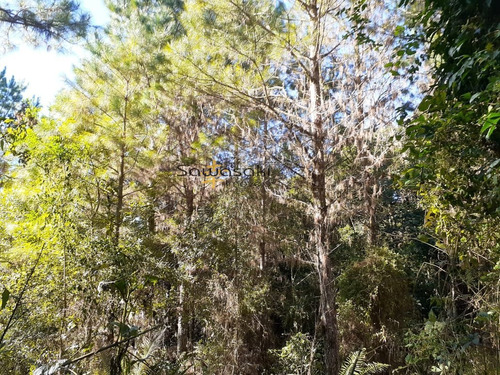 Imagem 27 de 30 de Fazenda A Venda No Bairro Colônia Murici Em São José Dos - 5836-1