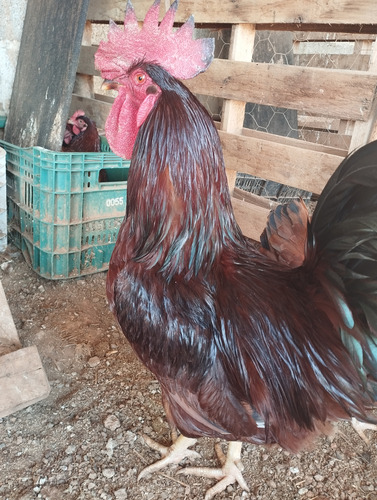 Ovos Férteis - 6 Ovos Raça Galinha Rhode Island Red