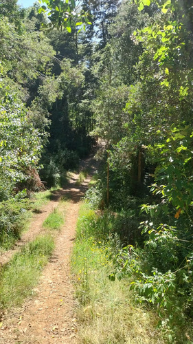 Parcela De 5000m2 A Orilla De La Ruta 206 Valdivia-paillaco