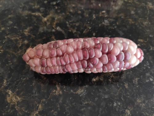 30 Sementes De Milho Gema De Vidro Rosa Para Mudas + Brinde