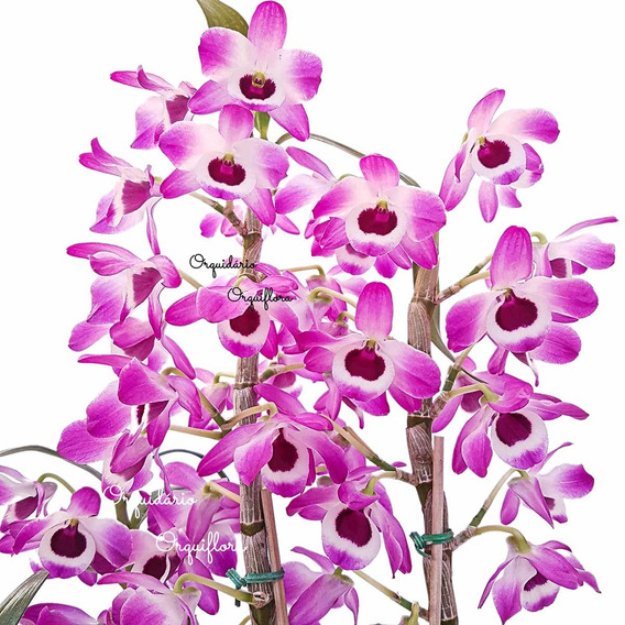 Orquidea Dendrobium Nobile Roxa | MercadoLivre 📦