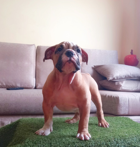 Hermoso Cachorro Bulldog Ingles 