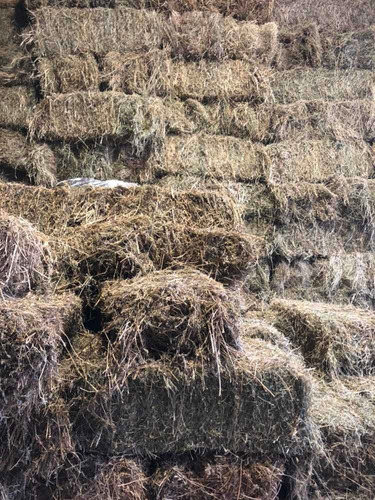 Imagen 4 de 4 de Fardos Alfalfa Mezcla