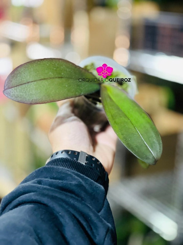 Raridade! Orquídea Phalaenopsis Verde Pré Adulta | Parcelamento sem juros