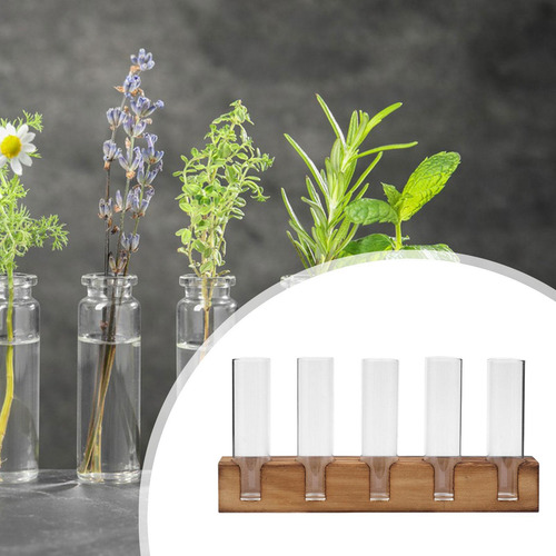 Terrario Para Plantas Tubos De Propagación De Plantas