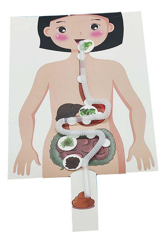 Modelo De Sistema Digestivo Humano, Juguetes Educativos,