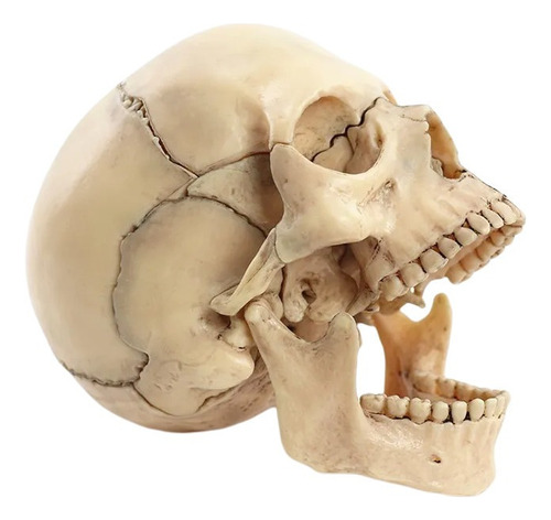Z Estudo Crânio 1:2 Modelo Esqueleto De Crânio Humano