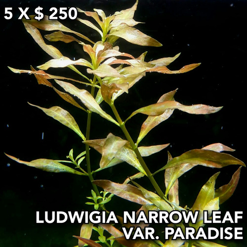 Ludwigia Narrow Leaf Planta Natural Acuarios Plantados.