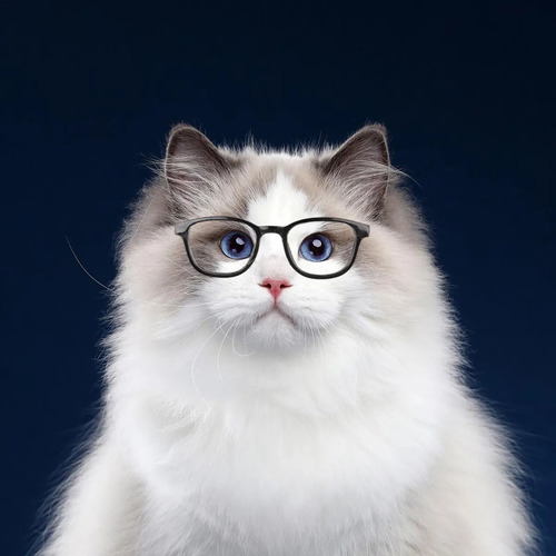 Gafas De Sol Para Gatos Y Perros Gafas De Sol Para Perros Ga