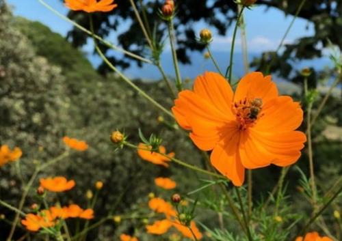 Cosmos Sulphureus Naranja, Mirasol Naranja, 10 Semillas, Nv