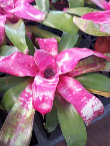 Planta Bromelia Nidularium