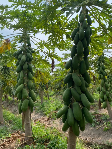 1000 Semillas De Papaya Maradol F1 (original)