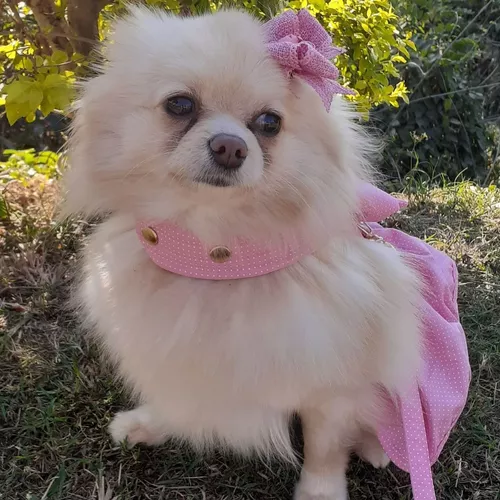 Roupa Roupinha Pet Para Cachorro Vestido Barbie Com Guia