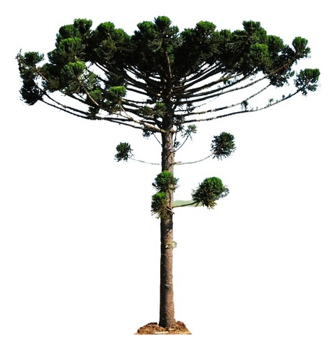Araucaria Angustifolia X 4