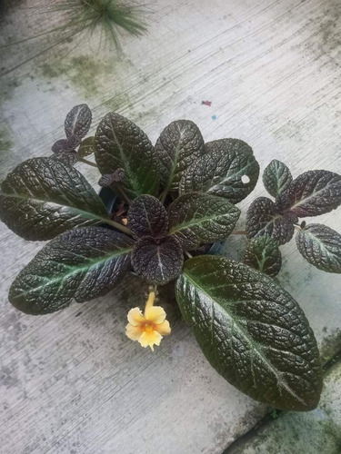 Episcia  Soami De Colección Flor Amarillo