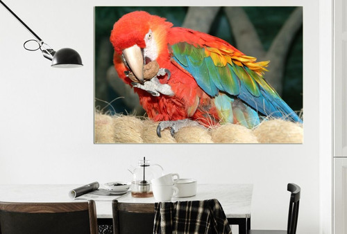 Vinilo Decorativo 20x30cm Guacamayo Pajaro Aves Loro M6