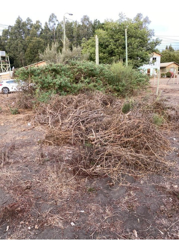Imagen 3 de 11 de Se Vende Sitio En Pelluhue