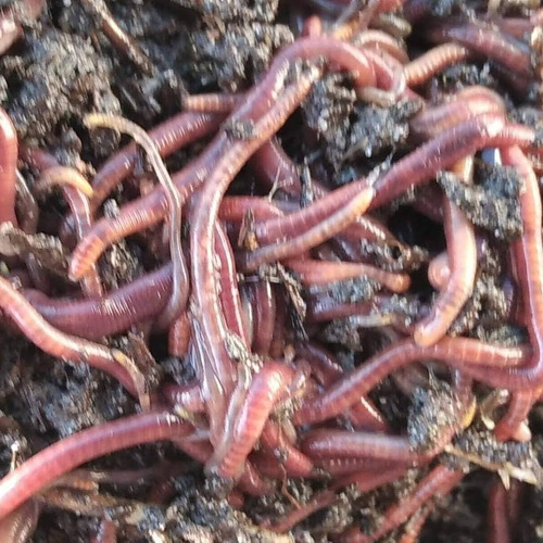 Lombrices Rojas Californianas (eisenia Foetida) .