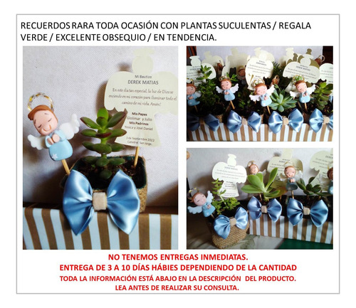 Recuerdos Plantas Suculentas Butizo Comunion Boda Yute 