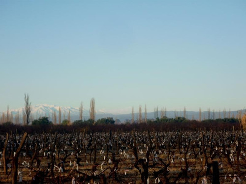 Imagen 1 de 24 de Finca Organica En San Rafael, Mendoza , Ideal Inversor!!