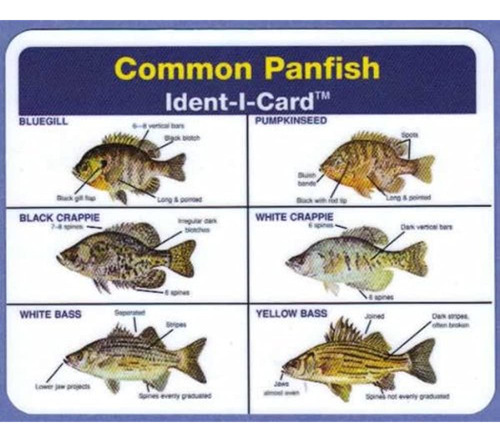 Tarjeta De Identificacion De Panfish Comun  Tarjeta De Ident