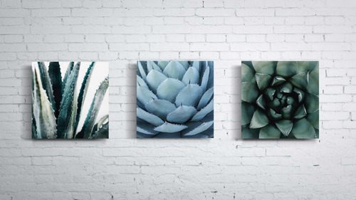 Tríptico Plantas Cactus Cuadros Decorativos Canvas Varios Mo